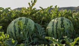 网红旅游吃瓜,美食瓜果香——探寻热门旅游地的独特风味